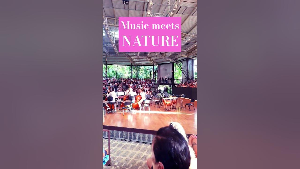 An orchestra in the heart of the forest. Nature and music in perfect harmony. 🎻🎶 #ForestConcert