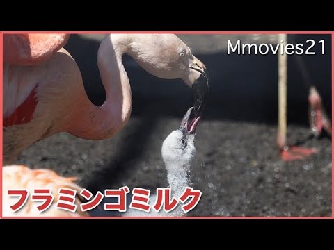 フラミンゴミルク 母からヒナへ Flamingo Milk Youtube フラミンゴミルク 母からヒナへ Flamingo Milk Youtube