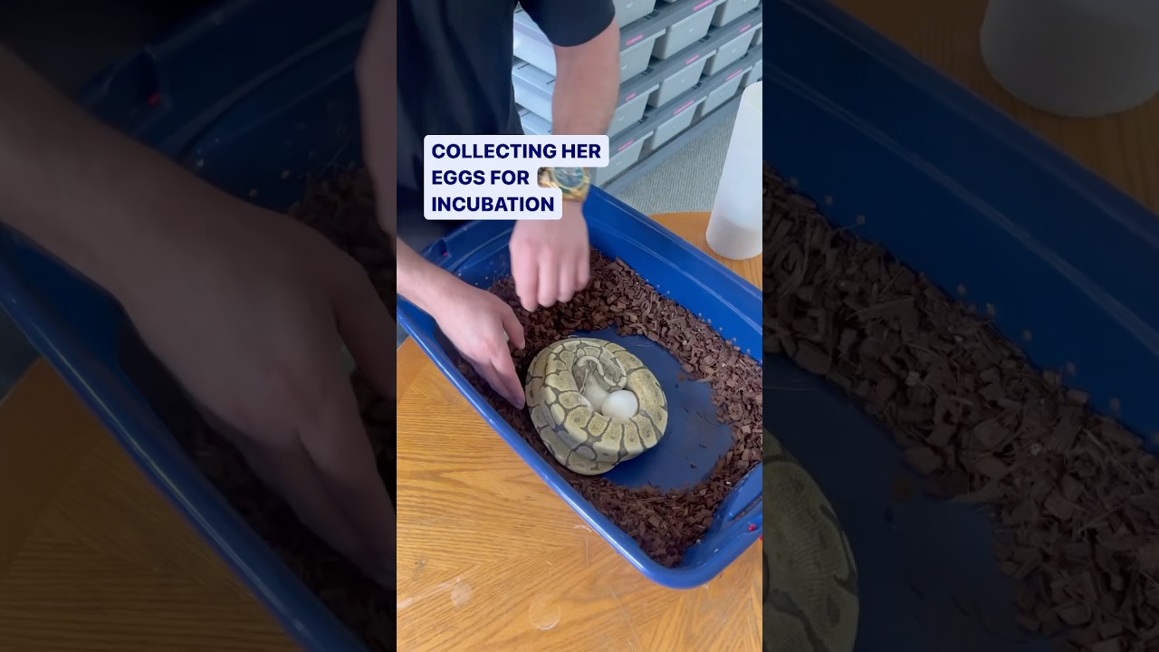 HOW MANY EGGS DID OUR BALL PYTHON LAY😍🔥