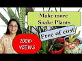 How to care grow and propagate snake plant  snakeplant gardening snakeplantcare propagation