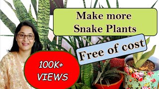 How to Care, Grow and Propagate Snake Plant / #snakeplant #gardening #snakeplantcare #propagation