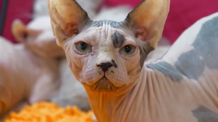 Watch the video about The Unique Charm of Sphynx Cats Hairless Feline #cat #catlover #sphynx