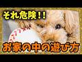 【絶対禁止】犬の整体来院の90%に共通する家の中での遊び方