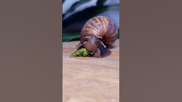 Cute Snail Salad 🥗 #shortvideo  #shorts #snail #cute #short #viral #foryou