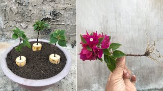 Try using banana to stimulate rooting to propagate bougainvillea