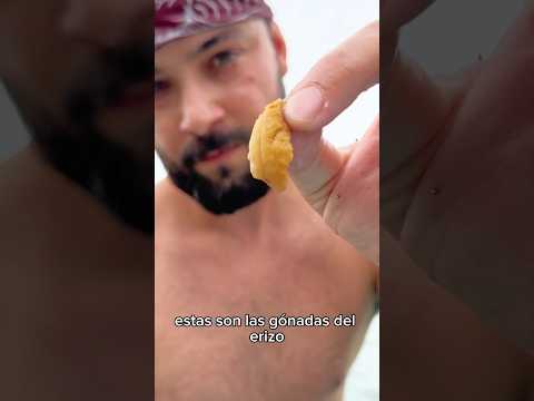 Comimos Erizo de mar‼️💥