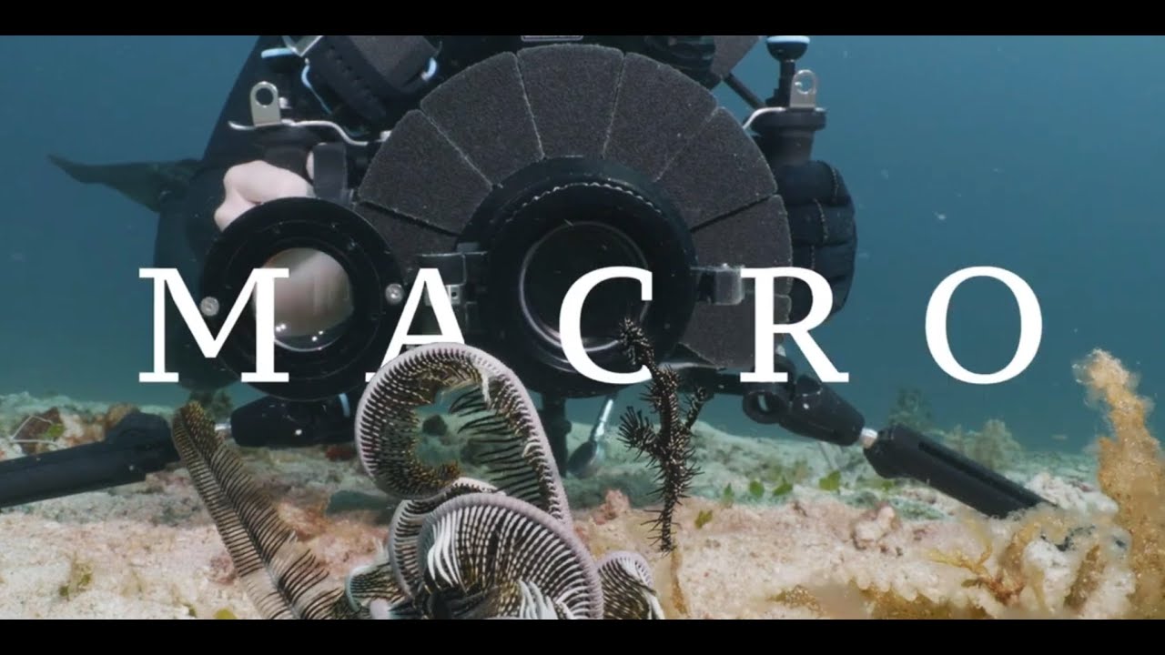 Sunset Cove Beach & Dive Resort — Macro Diving Romblon