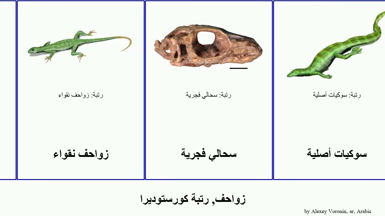 زواحف, رتبة کورستوديرا زاحفة عظايا عظاءة عظائيات تمساح reptilia أسكبتية محيطية نقواء وأشباهها راو