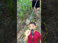 cara mudah pemberian pupuk pada tanaman #tutorial #idekreatifterbaru