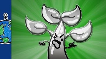 The Plant That’s Full Of Metal