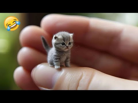 Funniest Pets 2025 😂 Very Funny Cats and Dogs Videos 😜 PART 21