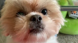 shih tzu talking ?!?!?!?!?