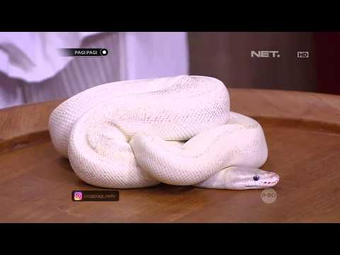 Ular eshakdan kop spermani yutib yuborishadi. Ular eshakdan kop spermani yutib yuborishadi.