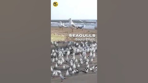 Thumbnail of Seagull Bird Sound Effect music by NC sound effect, Sea gull voice, Beach sounds with Seagull #short
