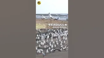 Seagull Bird Sound Effect music by NC sound effect, Sea gull voice, Beach sounds with Seagull #short Seagull Bird Sound Effect music by NC sound effect, Sea gull voice, Beach sounds with Seagull #short