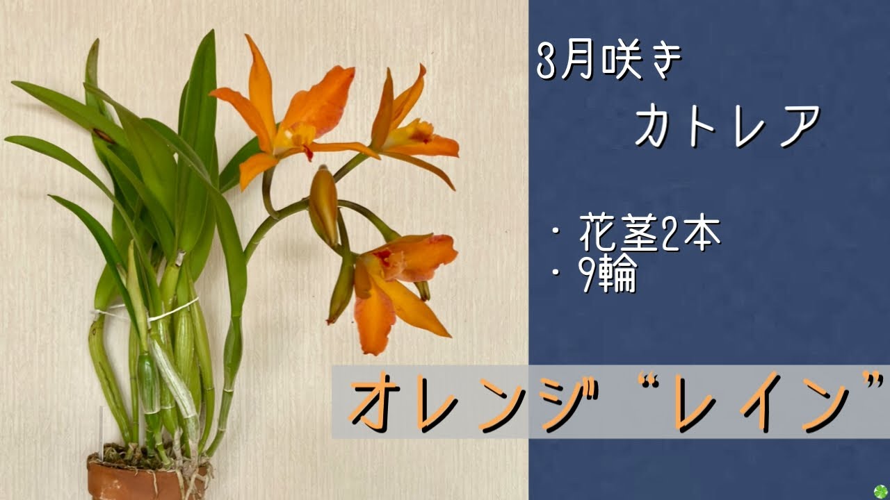 2026年3月4日　カトレア《オレンジレイン》　鮮やかなオレンジ色　花付き良く大きめの花🍊　
