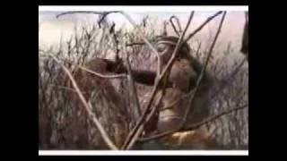 Princesse 12: Za Ne Mone