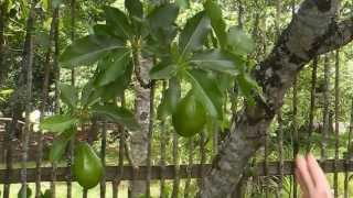 Peace Corps Madagascar House Tour: Part 4(Here's a look at my garden and backyard in Vangaindrano, Madagascar. We filmed this on Christmas Day 2013. (Unfortunately there is some background noise ..., 2013-12-28T07:50:31.000Z)