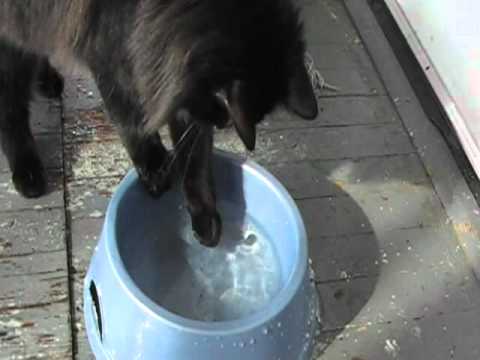 cat playing with ice