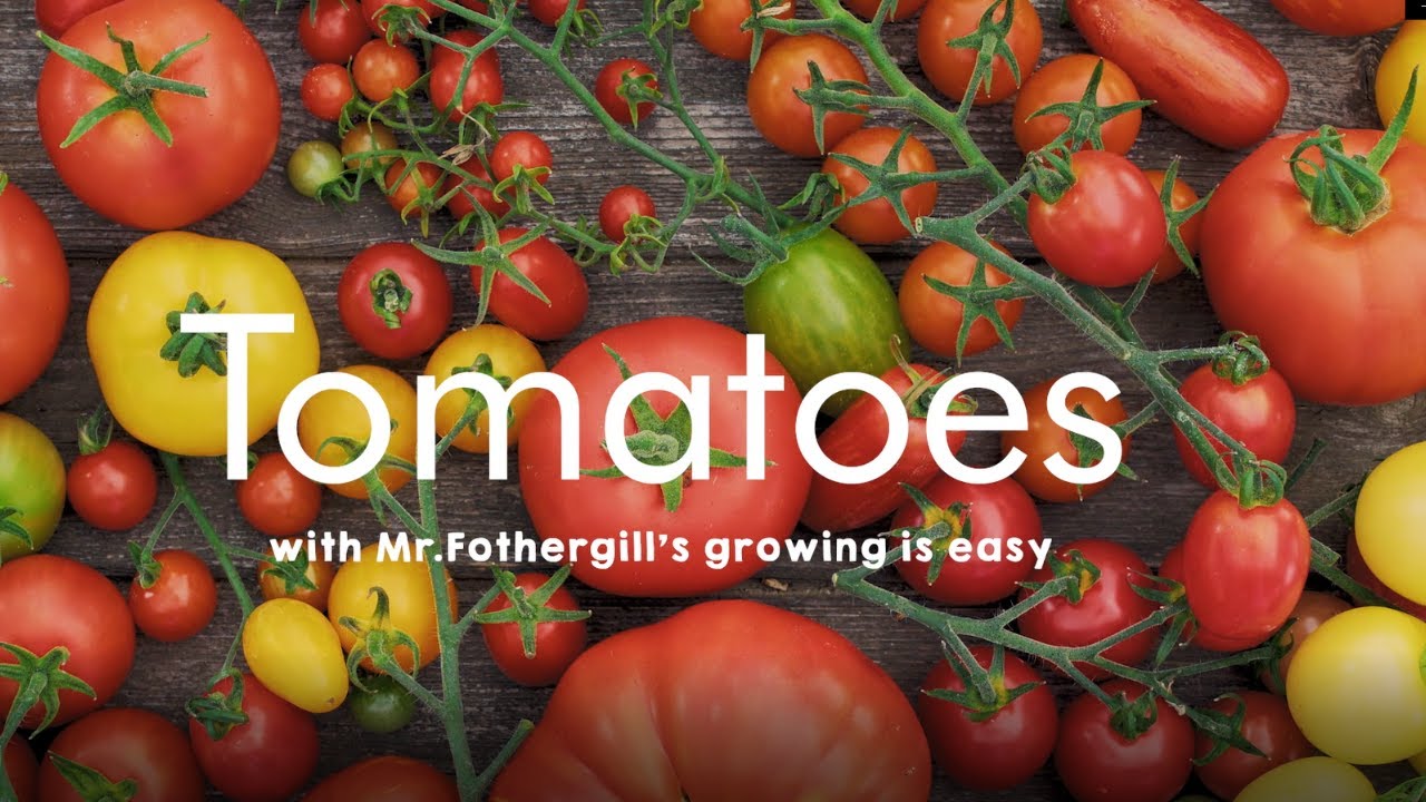GroTray Mr Fothergills Tomato Gardeners Delight Orange 
