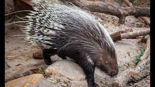 Zoo to You with Pancake and Pluto our African Cape Porcupines