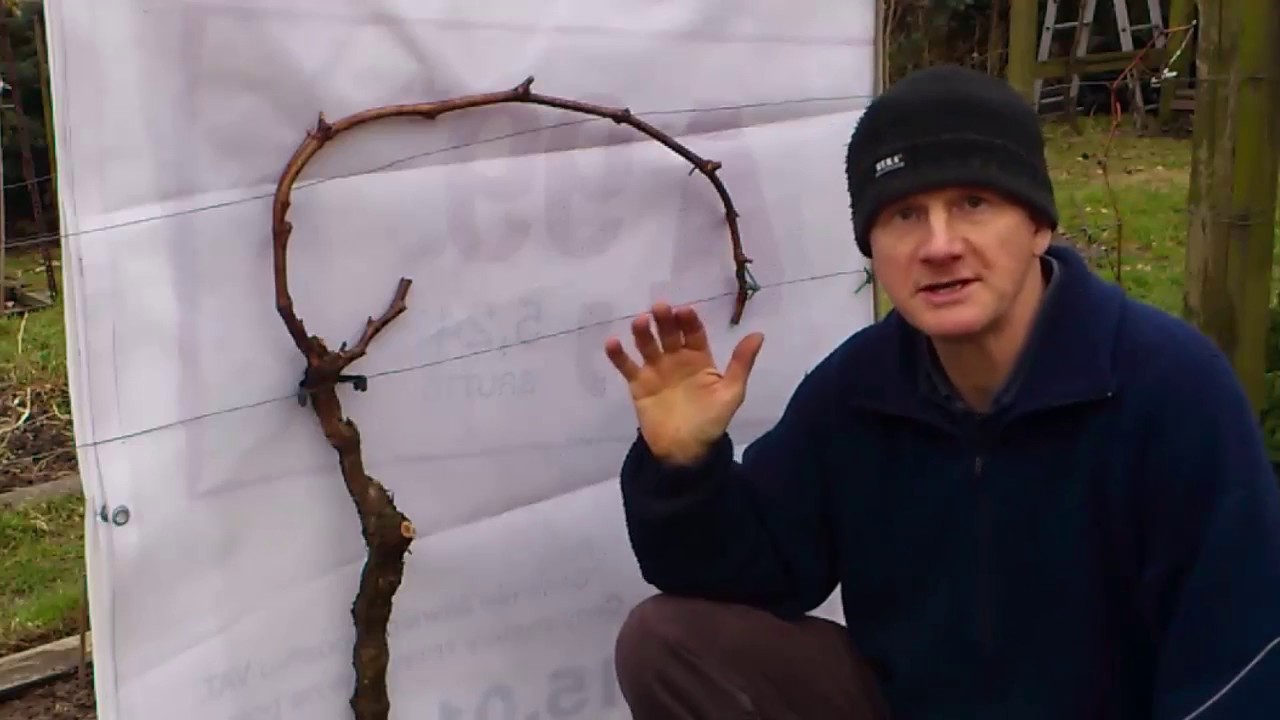 Termin cięcia winorośli a płacz łozy, siedlisko