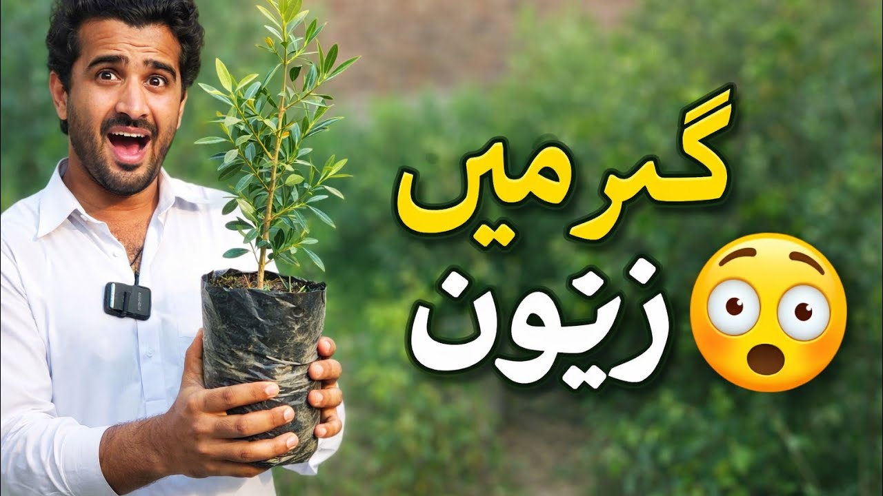 Ghar Mein Zaitoon Ka Paudha Laga Diya 😲 | Kya Pakistan Mein Zaitoon Ug Sakta Hai?