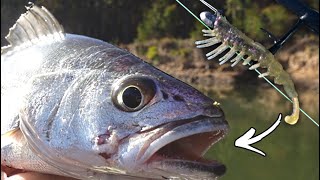 new lure CATCHES fish | Rapala CrushCity Customs lures are game changing! screenshot 4
