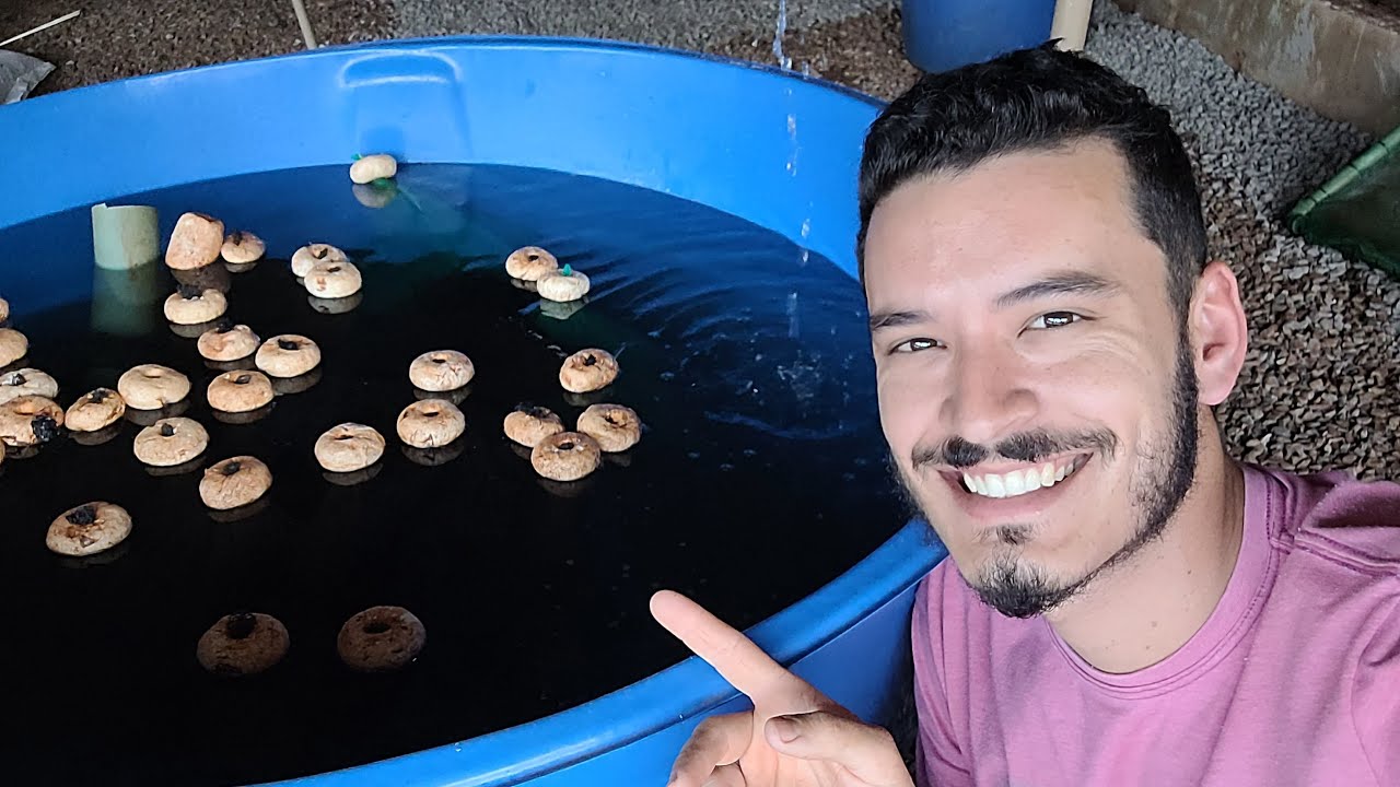 REPRODUÇÃO DE LAMBARI EM CAIXA DE AGUA, E COMO SEPARAR OS MACHOS E FEMEAS