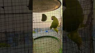 #ParrotSounds #TalkingBirds #NatureLover #CuteBirds #AnimalShorts #PetLovers #BirdsDaily#music