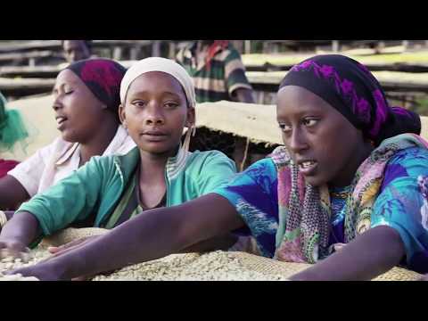 Ethiopia 2017 Yirgacheffe and Sidamo