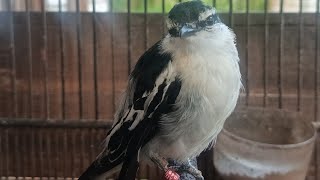 Download Lagu Suara pikat KAPASAN KEMIRI MP3