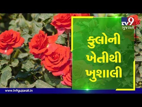 Flower farming becomes boon for Vadodara's farmer | Tv9Dhartiputra