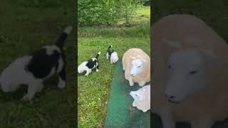 Texas and Uschi puppies showing 'Herdinginstinct'