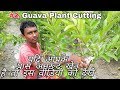 How To Make Cuttings Of Guava Plant In Most Easy Way.
