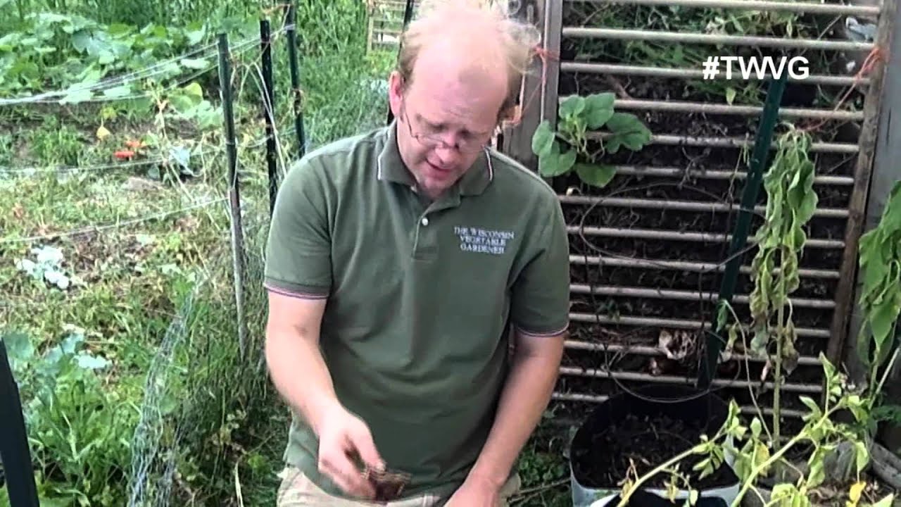 Harvesting Potatoes Growing in Containers YouTube