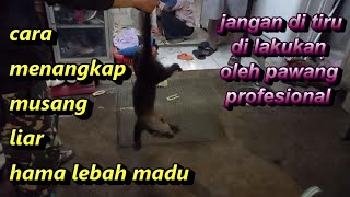 Cara Menangkap Musang Liar Dari Jebakan