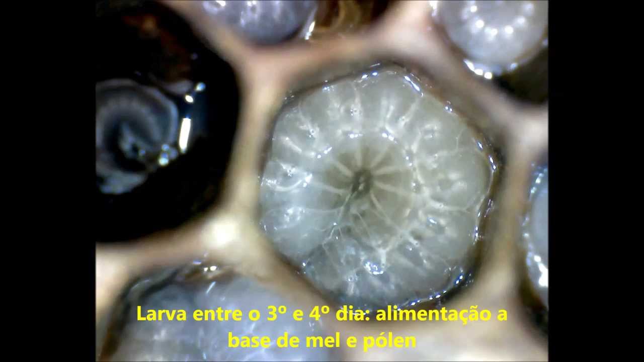 Anfíbio Em Estado De Larva - RETOEDU