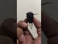 Suara jangkrik mengusir tikus?#viral #shortvideo #shorts