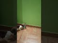 If you have pet please comment
