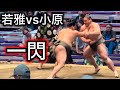優勝争いに残れるか!?若雅vs小原 名古屋場所12日目