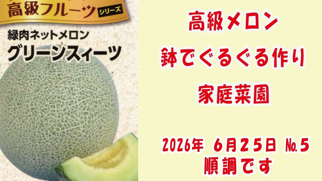 High-end netted melon #melon 🍈 [#greensweets] No. 5 is growing