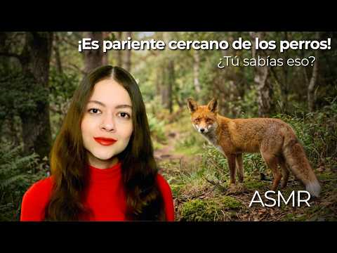 ASMR 50 Fox Facts 🦊💖 | Soft Spoken