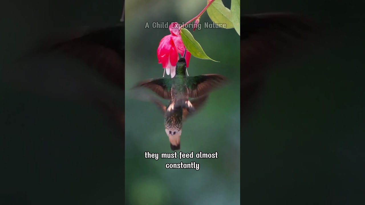 🕊️ HUMMINGBIRD – THE ONLY BIRD THAT FLIES BACKWARD AND NEVER BACKS DOWN