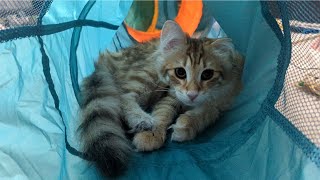 Six Month Old Norwegian Forest Kitten's Cave of Mystery  6MO Tora Plays in Her Hideout