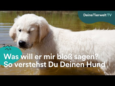 Video: Was will mir mein Hund wirklich sagen?