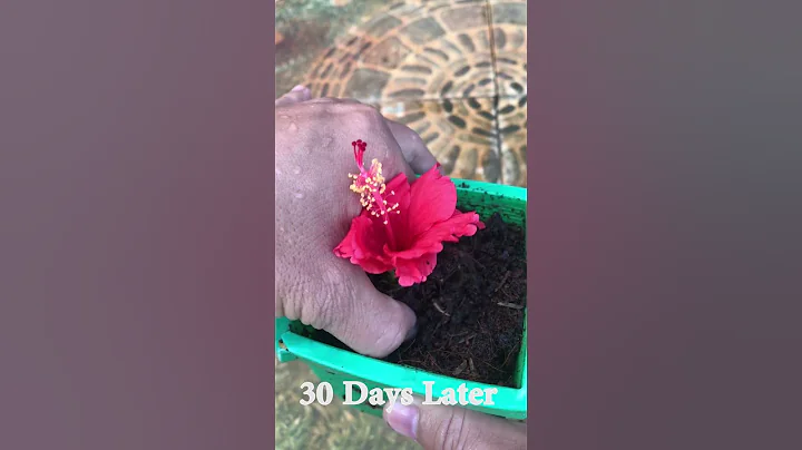 Stimulate Hibiscus flower roots with good tips - DayDayNews