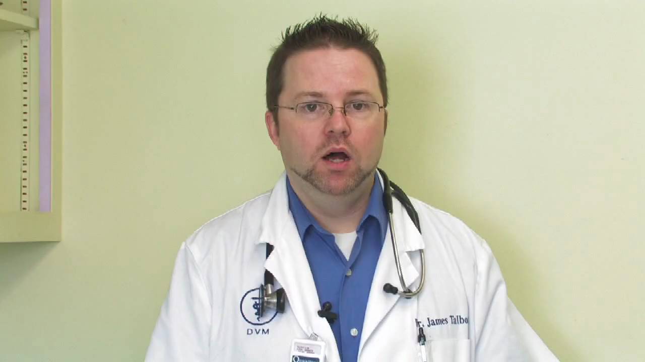 when do kittens go into their first heat