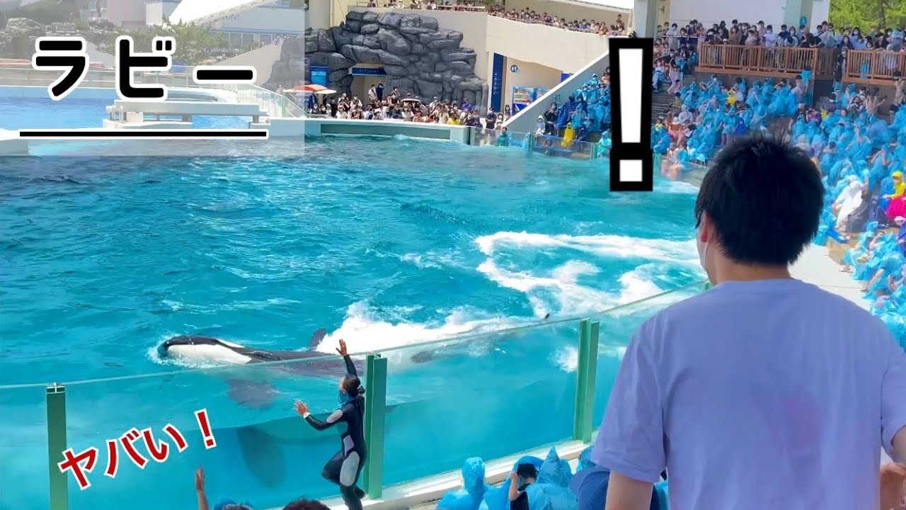 開演直後の悲劇 鴨川シーワールド シャチ Youtube
