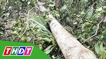 Hà Tĩnh: Dựng rạp đám cưới, chú rể bị cây đè t.ử v.o.n.g thương tâm | THDT